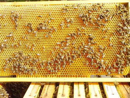 Il nettare viene lavorato