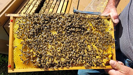 Bellissimo favo di covata