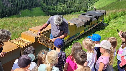 Se trattate correttamente, le api non pungono.