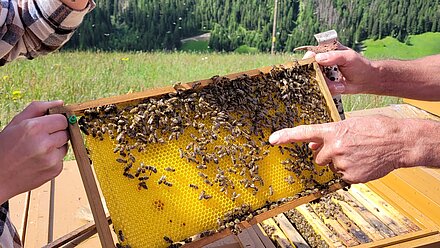 La regina delle api è qui